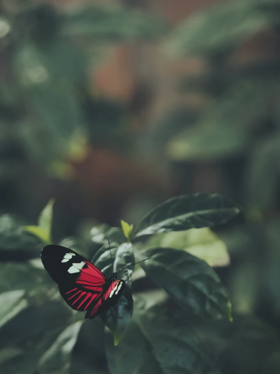 a small erfly with a long red wing sitting on green leaves