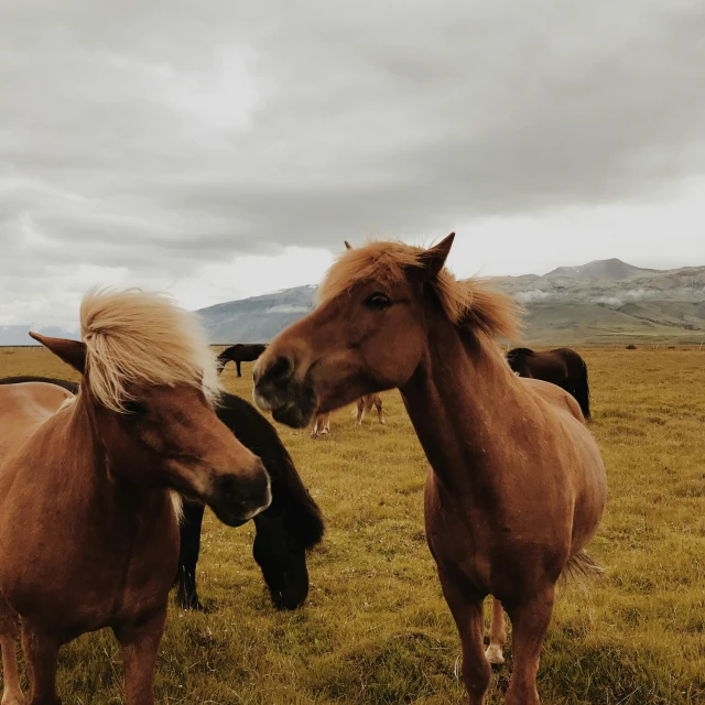 two horses standing next to each other on a field