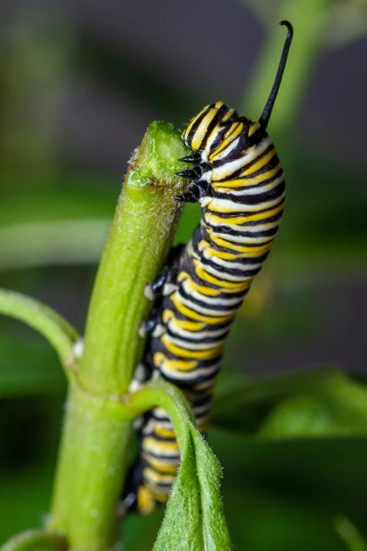 the caterpillar is getting ready to exit it's milk tube