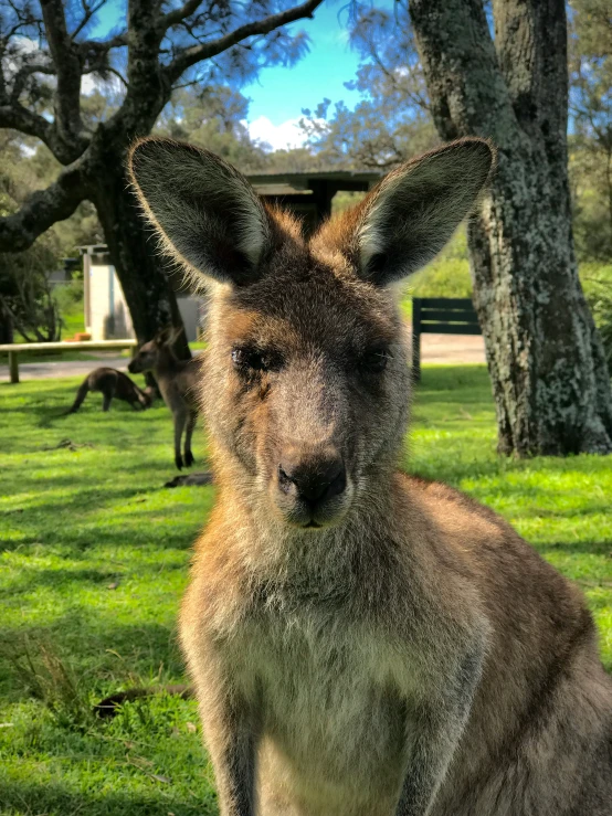 a kangaroo sitting in a grassy area with trees behind