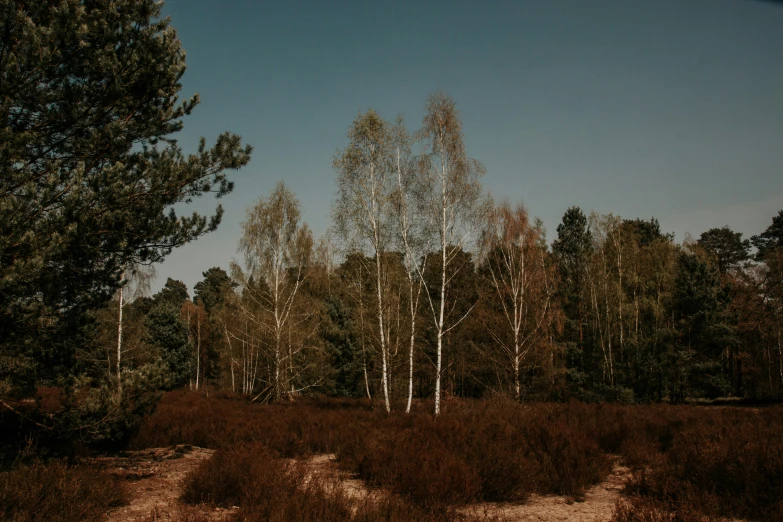 the view of a very tall, wooded area