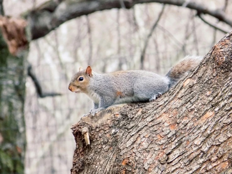 a squirrel sitting on the trunk of a tree