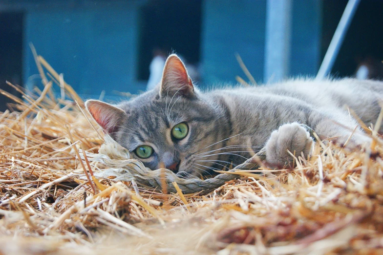 a grey cat laying on top of some straw