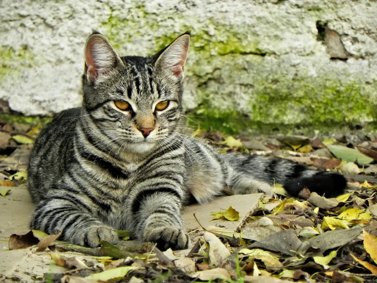 a cat is laying on the ground surrounded by leaves