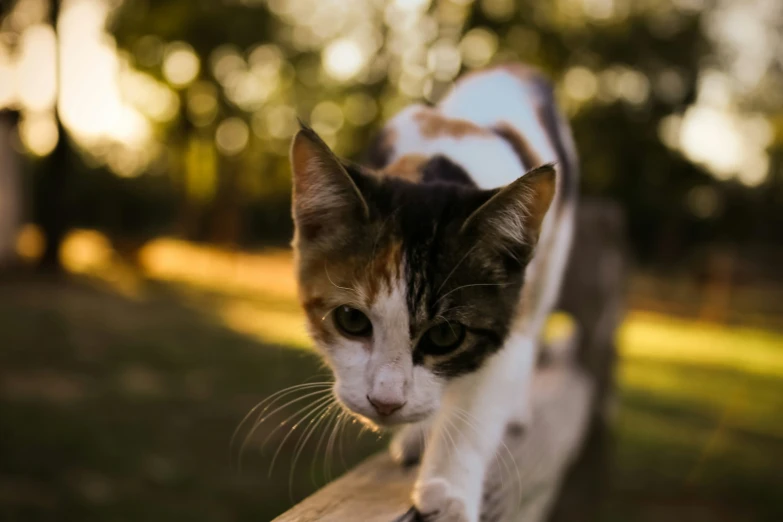 a calico cat walking around on a wooden rail