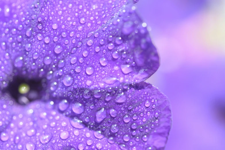 the water drops are on the purple flower