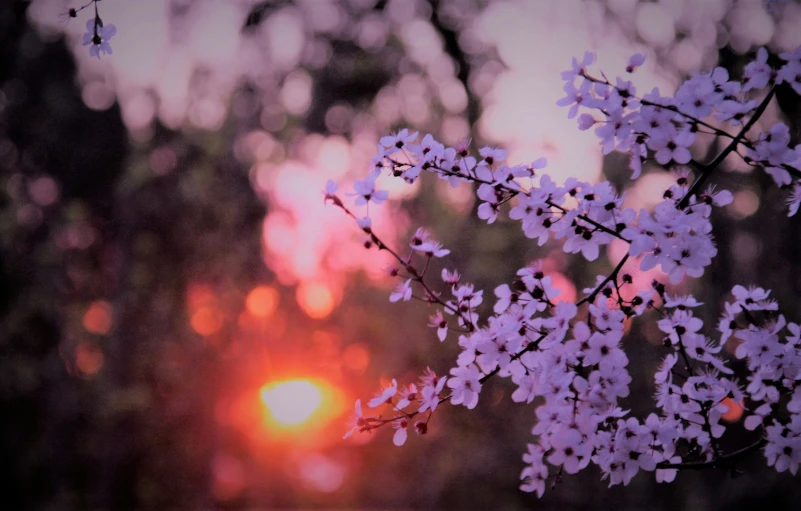 tree nches in bloom with purple flowers against an orange sky