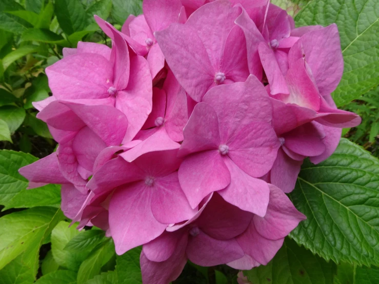 purple flowers on green plants that are blooming