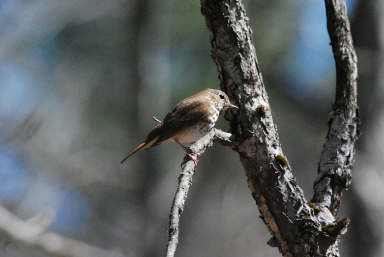 the small brown bird is perched on a bare nch