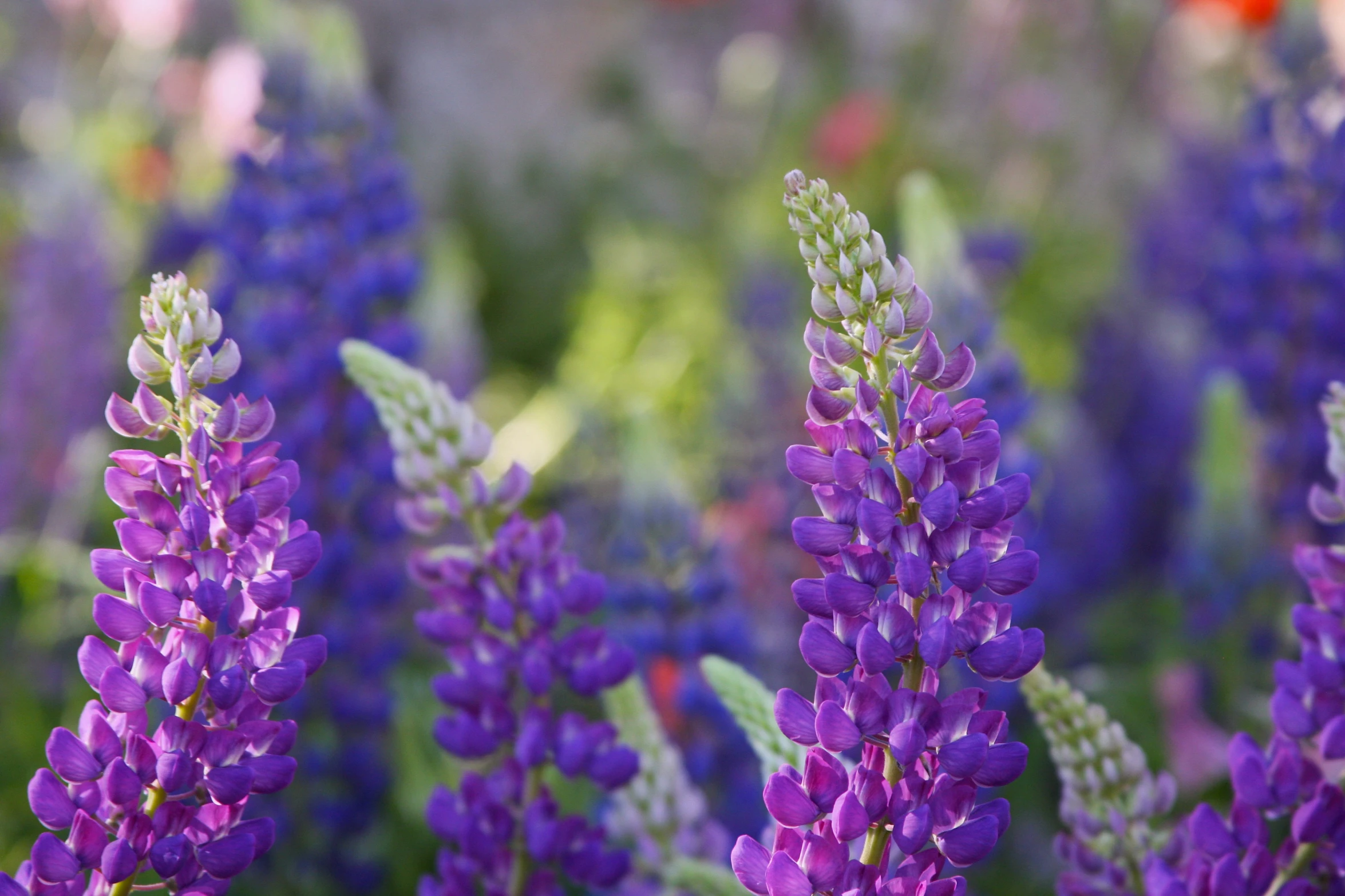 purple flowers in the middle of a field