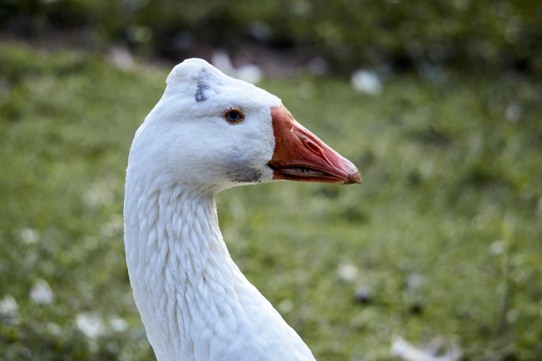 a close - up of a duck that is standing