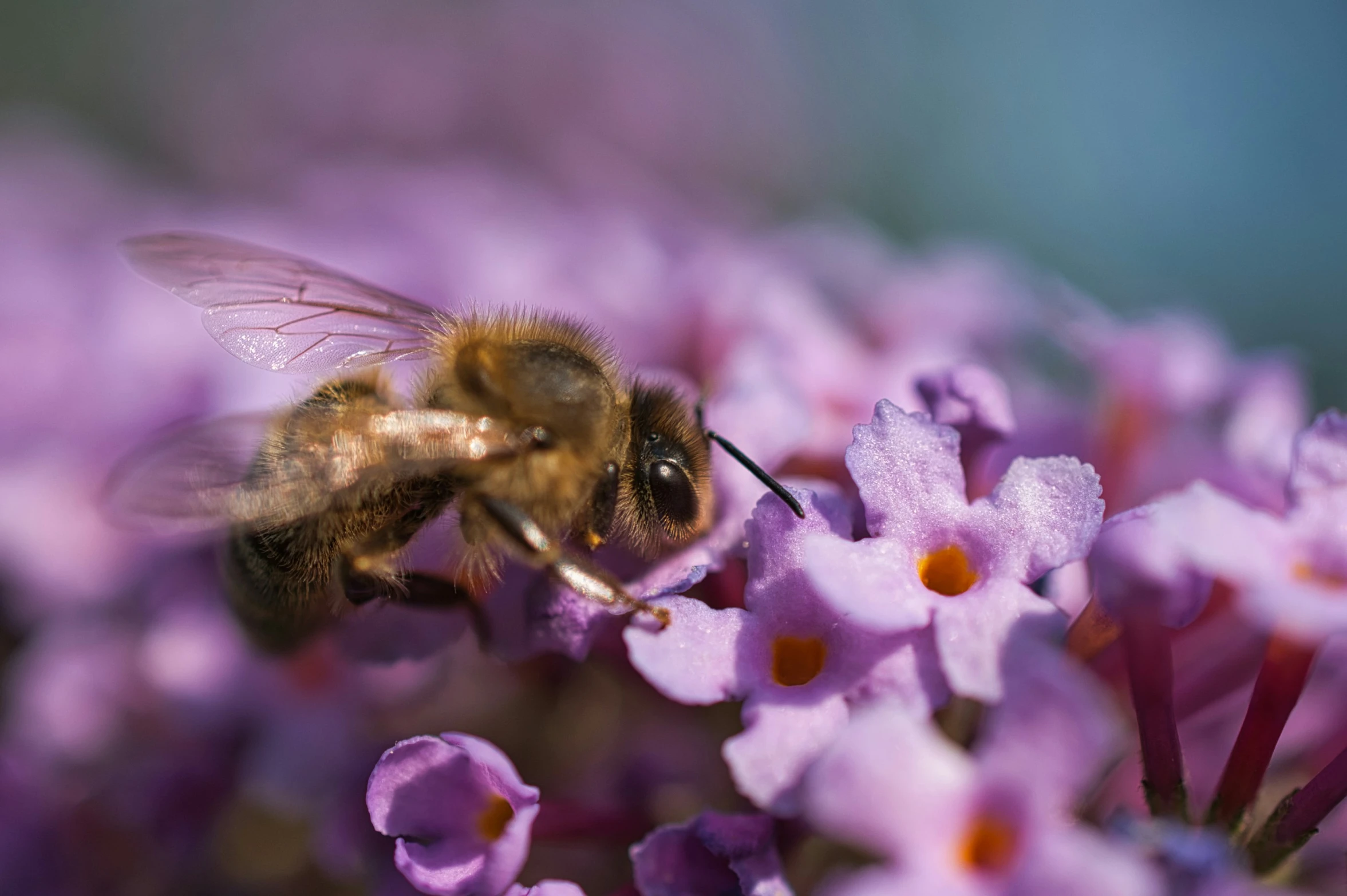 a bee in the middle of a flower, taking flight