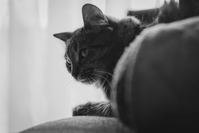 a cat that is laying down on the couch