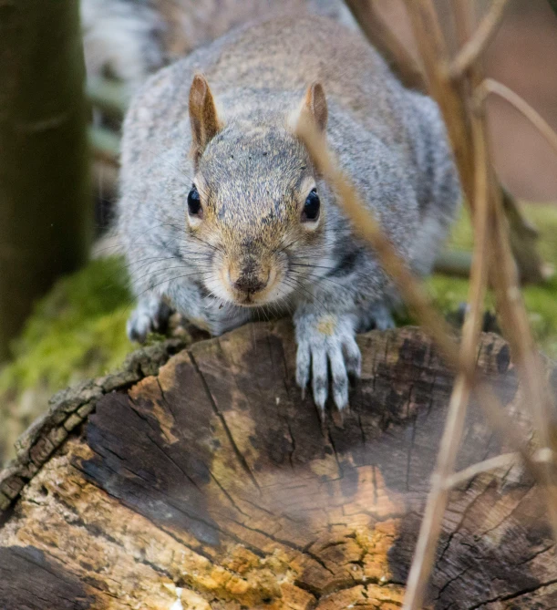 a gray squirrel stands on top of a log