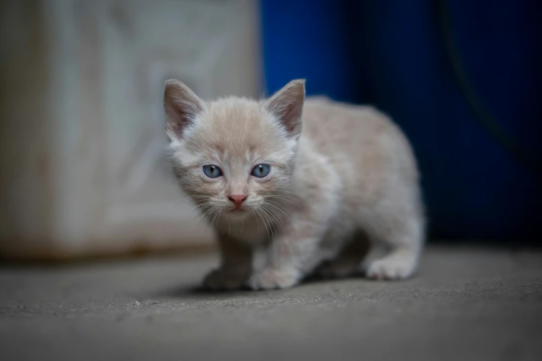 a small kitten with blue eyes walks on the carpet