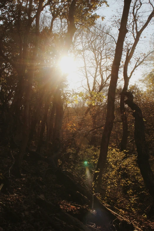 sunlight shining through trees in the woods