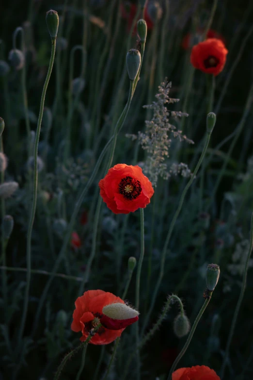 a field full of bright red flowers with grass