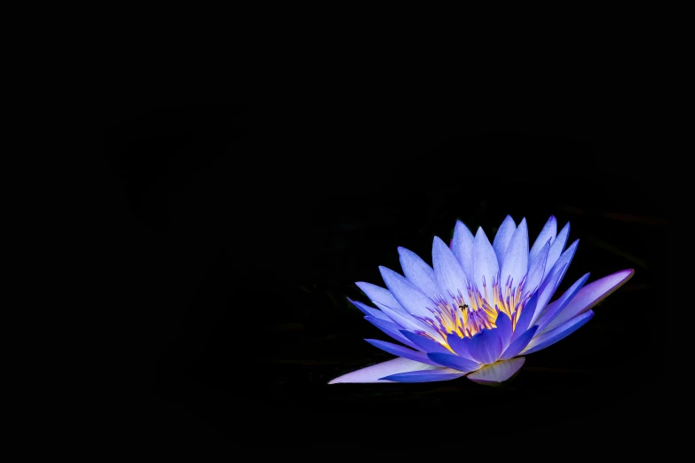 blue flower with water droplets on it