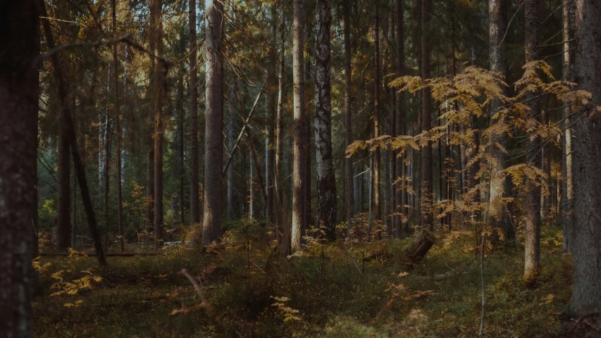 a forest area with some trees in it