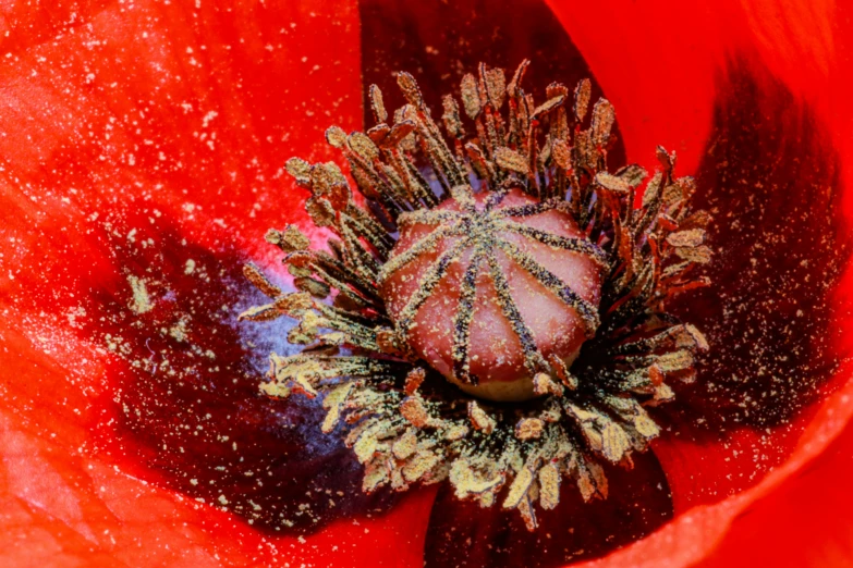 a red flower with yellow stips inside a petals