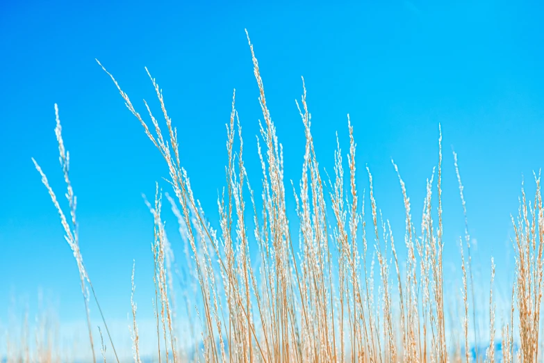 a blue sky with tall grass in the foreground