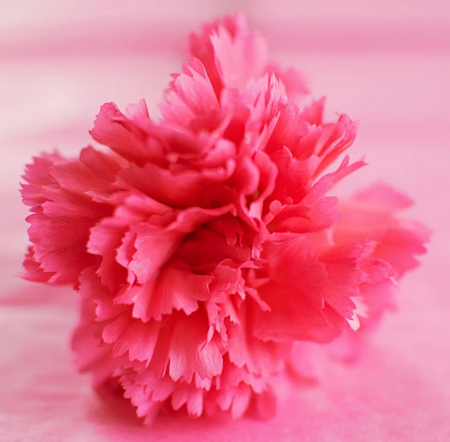 a pink flower sitting on top of a table