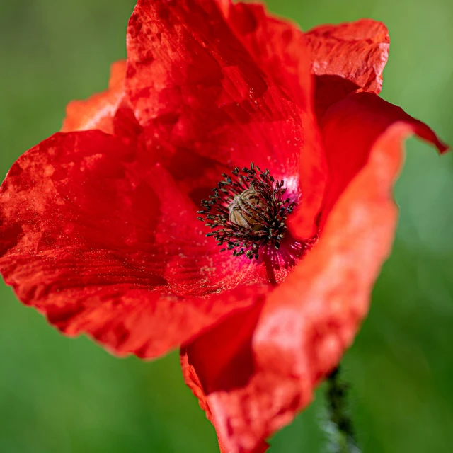 a red flower with water droplets on it