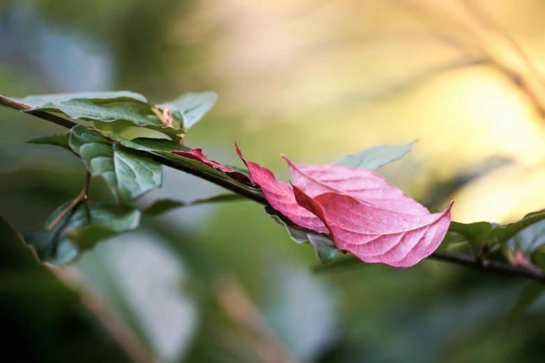 red, purple and green leaves of a tree with blurred background