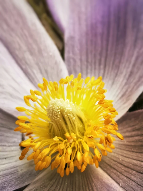 a close - up s of an unbrella flower