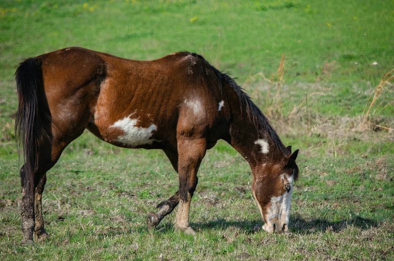 a close up of a horse with grass in the background