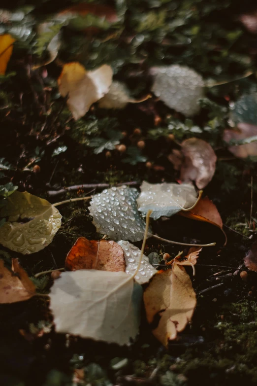 some brown and white leaves on the ground