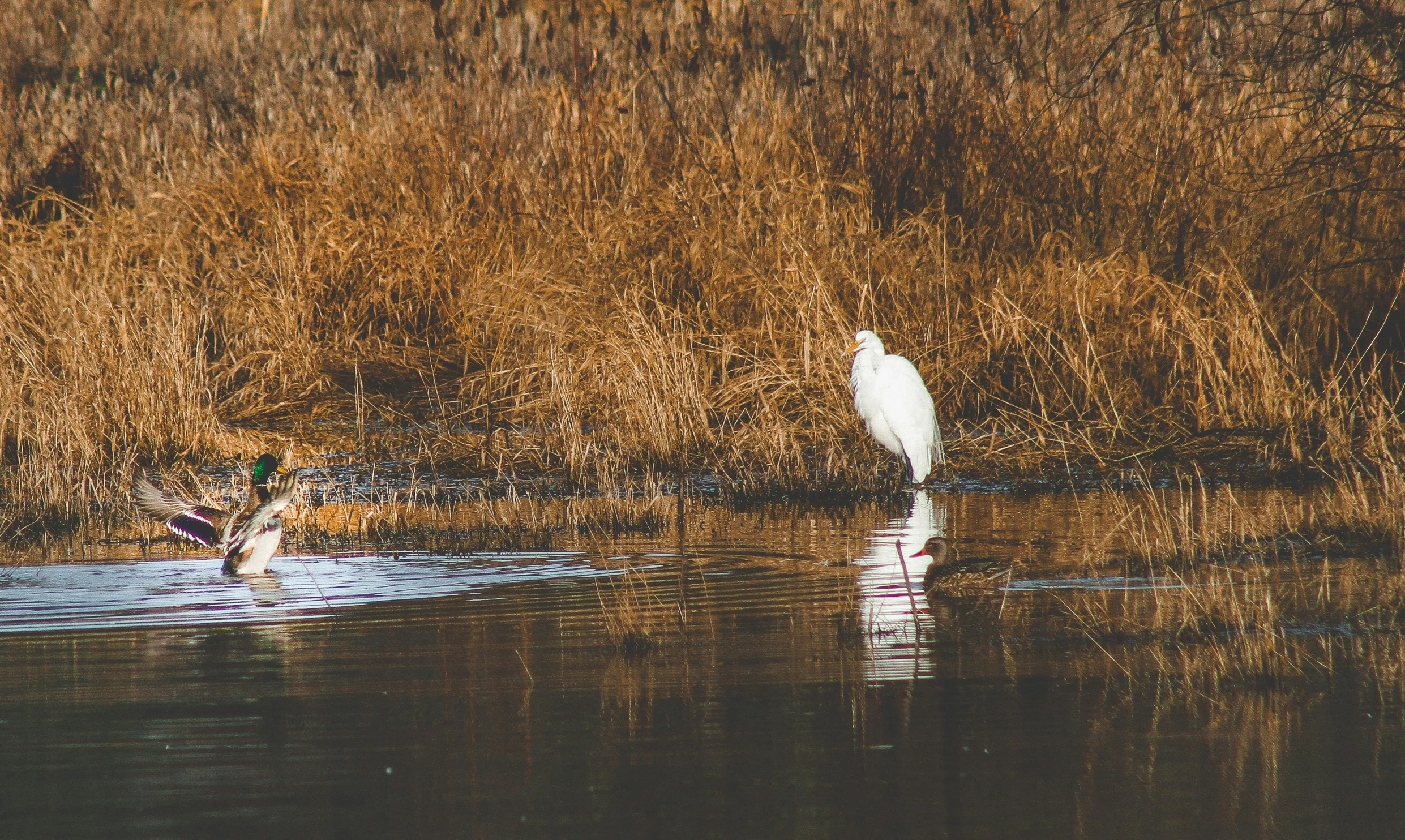 a bird is in the water and the other birds are swimming in it