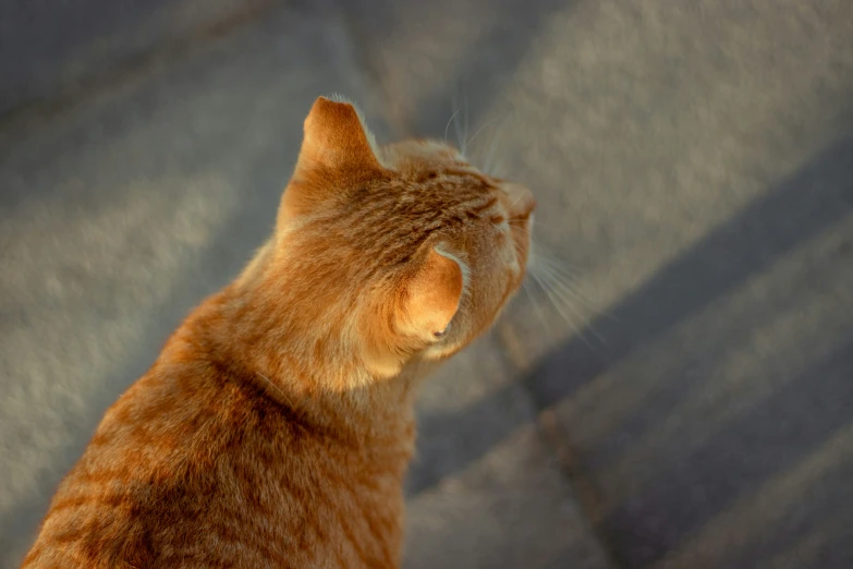 the brown and white cat is looking up into the air