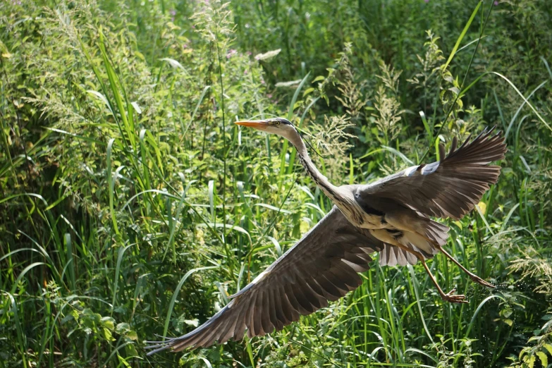 a large bird is flying over tall grass