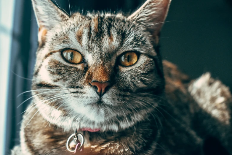 a cat that is sitting in front of a window