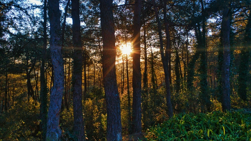 the sun is shining through the trees in the forest