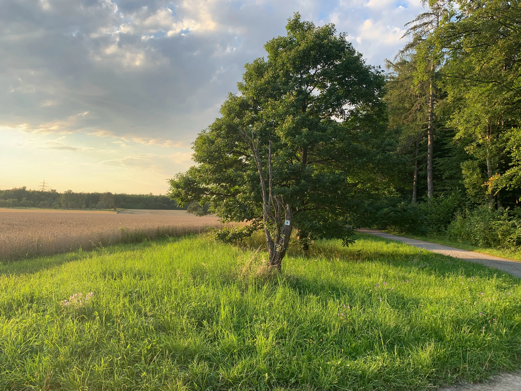 a lone tree standing in the middle of a grassy field