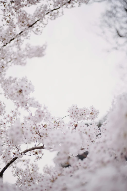 a cluster of cherry blossom trees are blooming