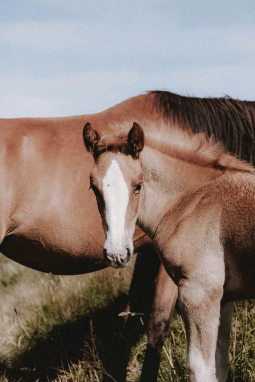 a brown horse next to a white and brown horse on the grass