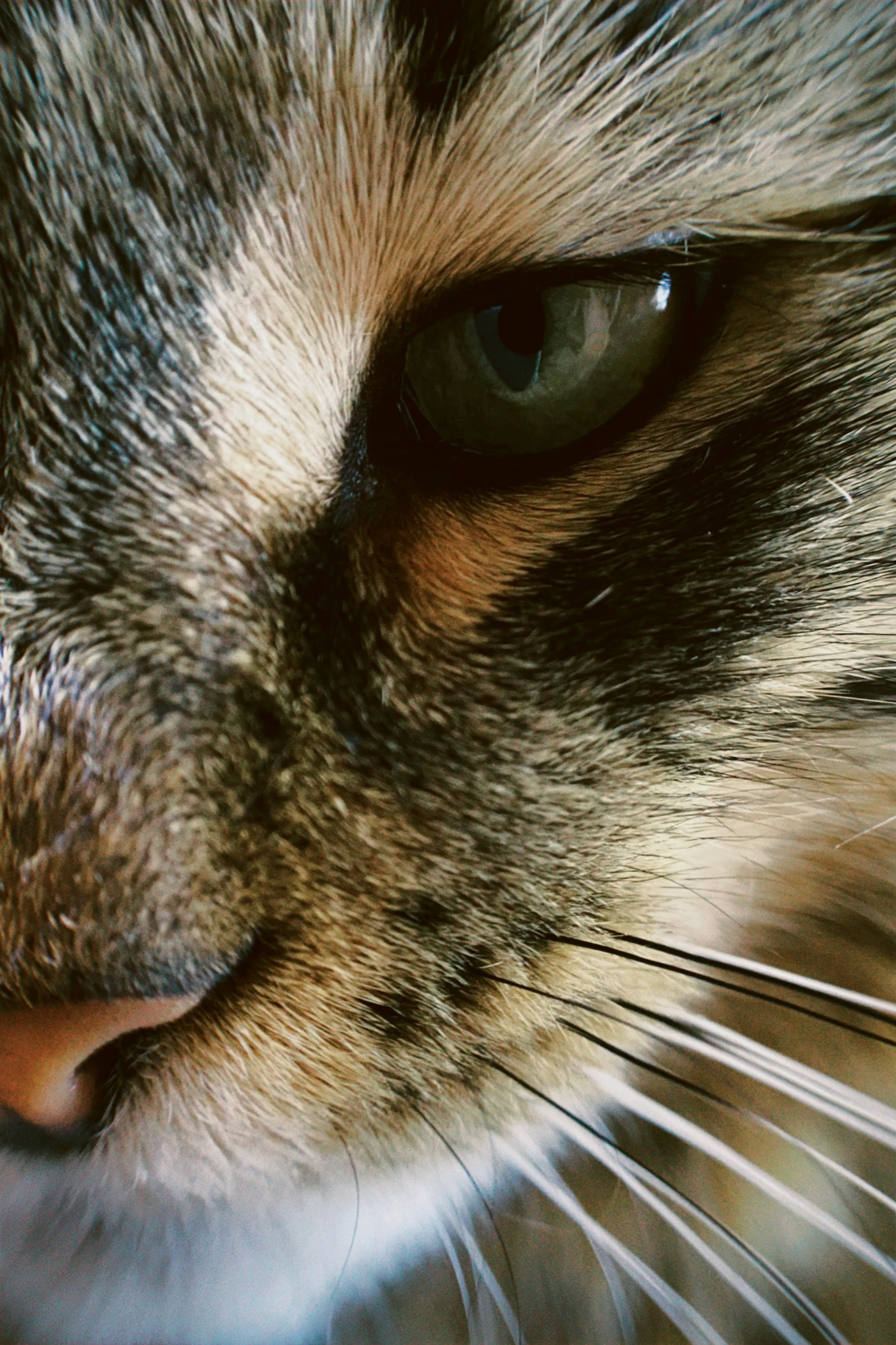 a close up of a cat's face with wrinkles