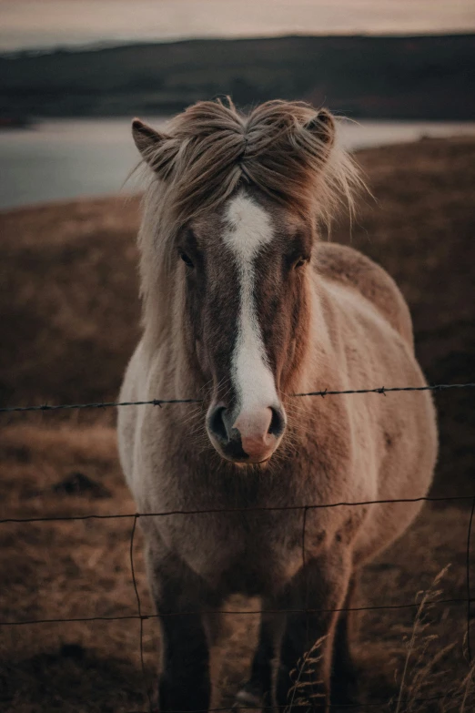a horse with white patches standing behind a fence