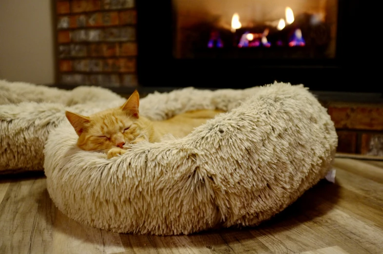 the cat lies comfortably on his cat bed