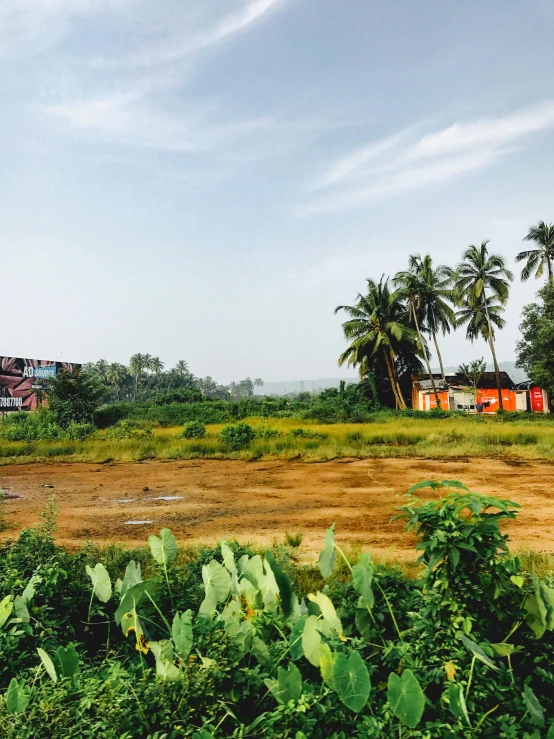 the view looking out from an area of land with trees, shrubs, and a train