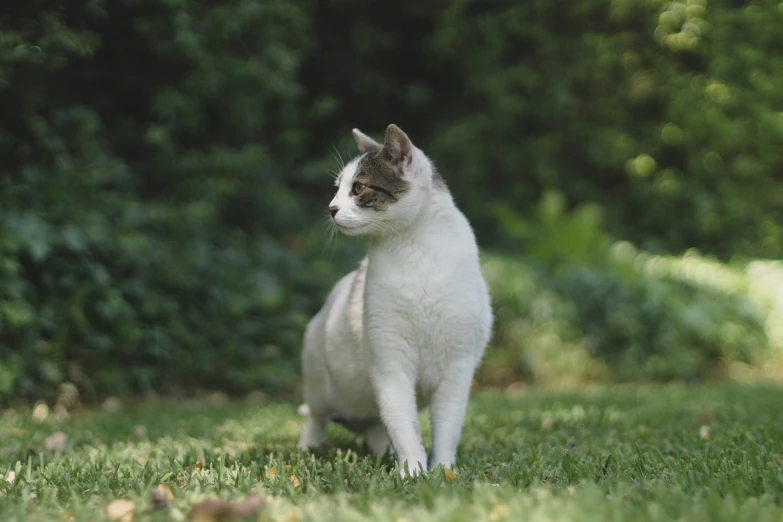 white cat walking on green grass in front of some trees