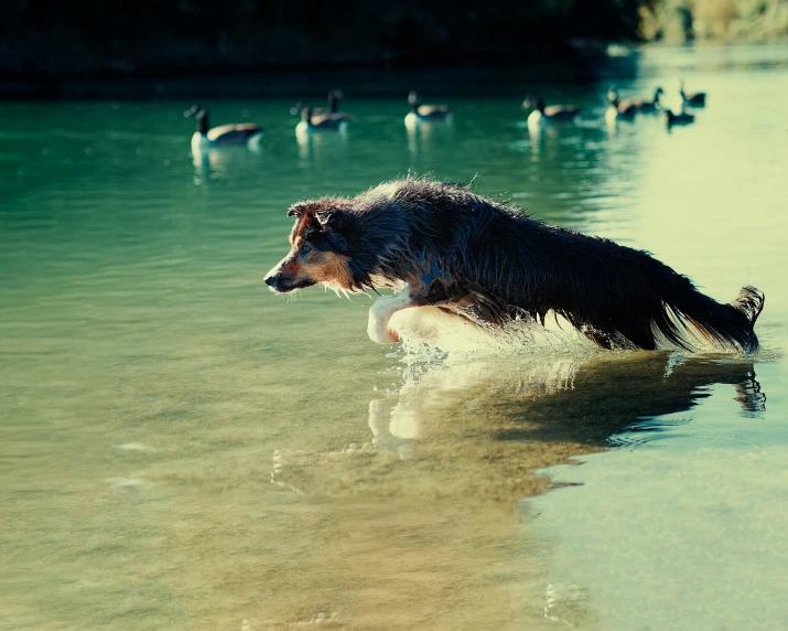 a dog in the water is playing with birds