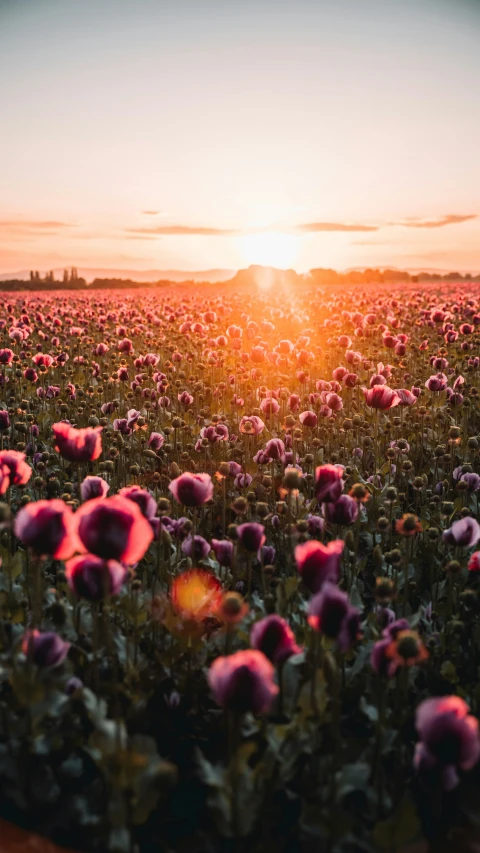 a field of purple flowers during a bright sunset