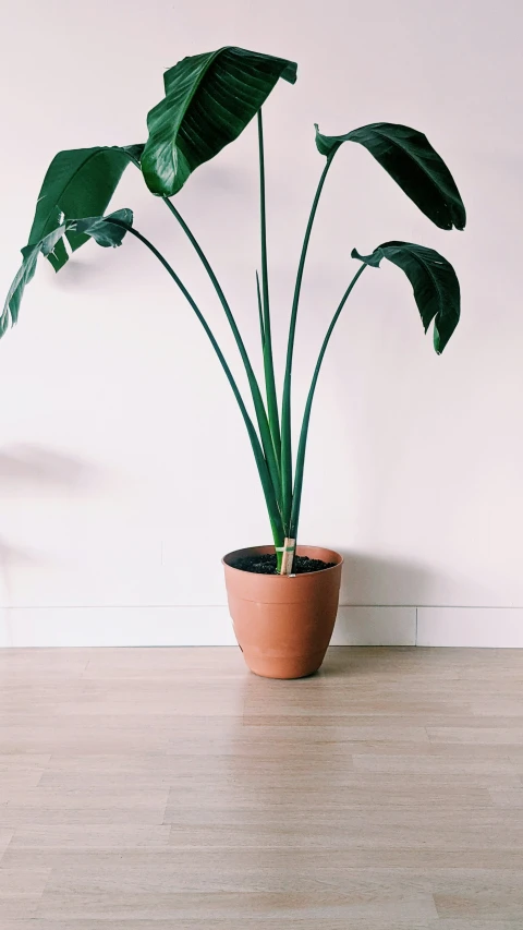 large plant in a terracotta flower pot with large leaves