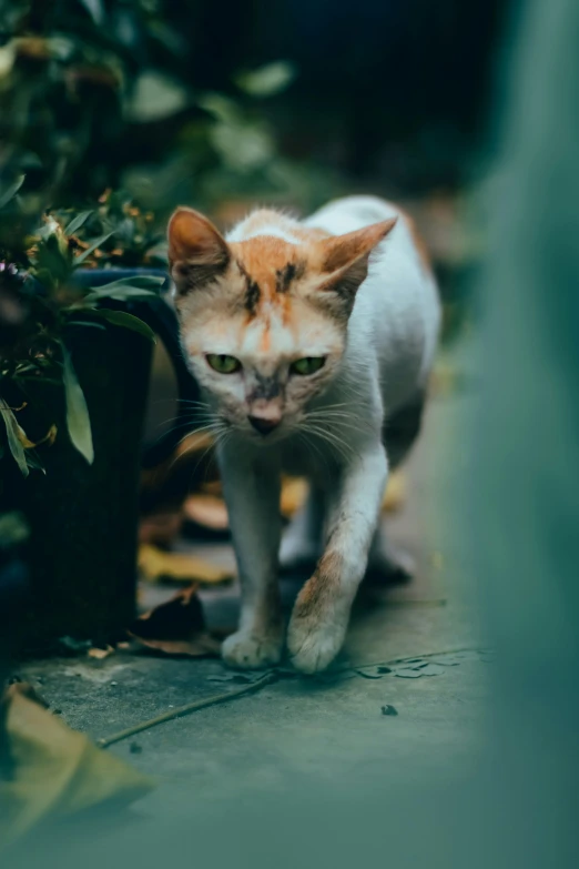 there is a orange and white cat walking in the yard