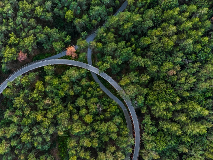 two road curves in the middle of a forested area