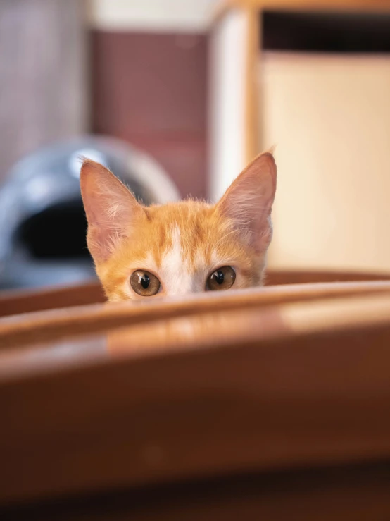 a cat is peeking over the edge of a chair